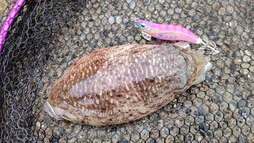 コウイカの釣果