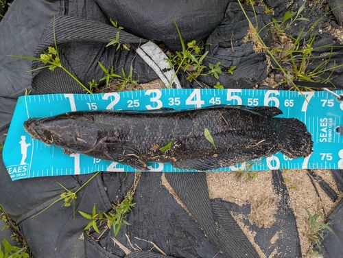 カムルチーの釣果