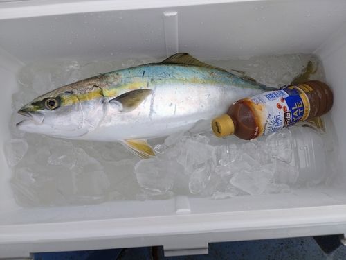 イナダの釣果