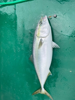 ブリの釣果