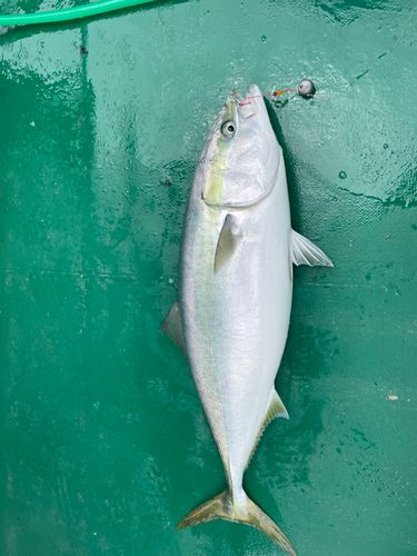 ブリの釣果