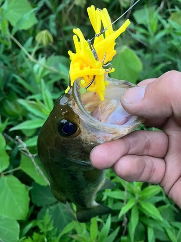 ブラックバスの釣果