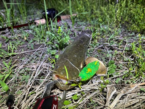 ナマズの釣果