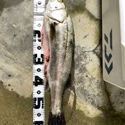 フッコ（マルスズキ）