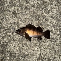 アカメバル