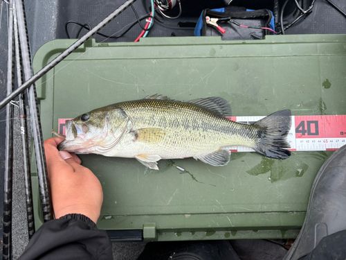 ラージマウスバスの釣果