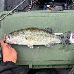 ラージマウスバス