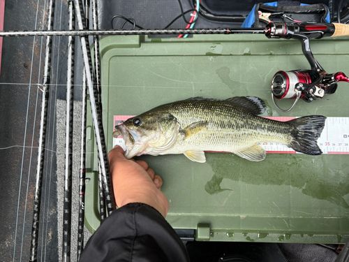 ラージマウスバスの釣果