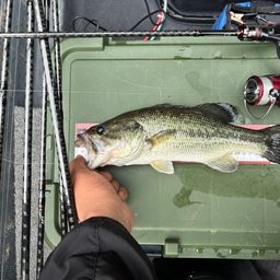 ラージマウスバス