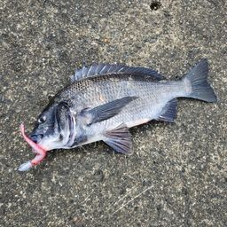 クロダイ