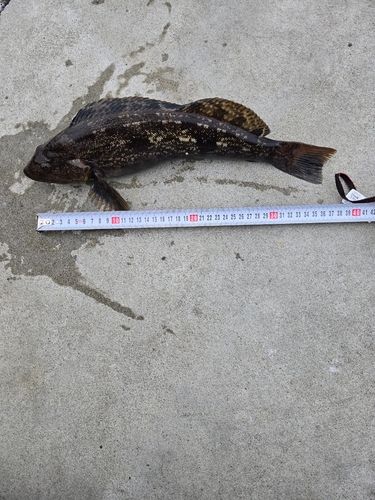 アイナメの釣果