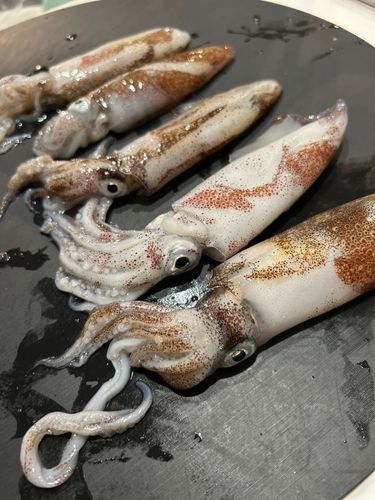 マメイカの釣果