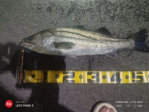 シーバスの釣果