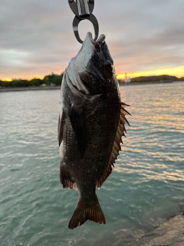 クロダイの釣果