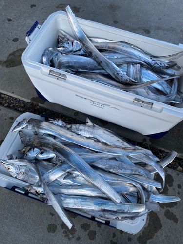 タチウオの釣果