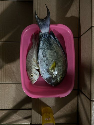 カンランハギの釣果