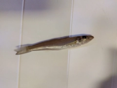 カタクチイワシの釣果