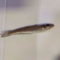 カタクチイワシ