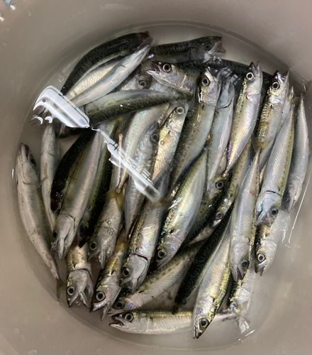 サバの釣果