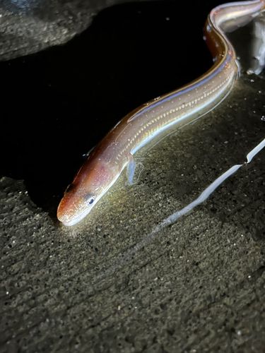アナゴ