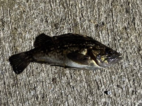 クロソイの釣果