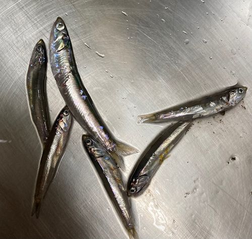カタクチイワシの釣果