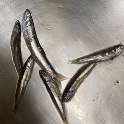 カタクチイワシ