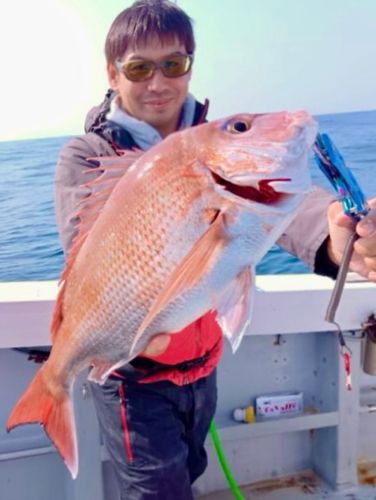 マダイの釣果