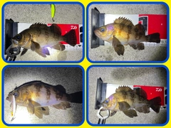 メバルの釣果