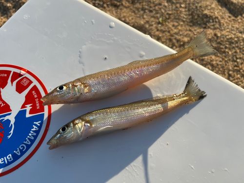 シロギスの釣果