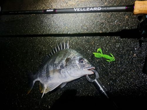 キビレの釣果