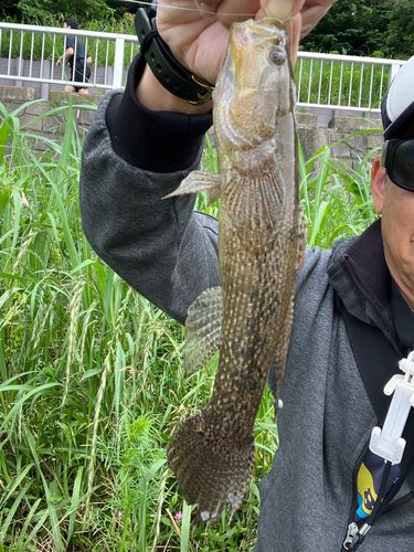 カワアナゴの釣果