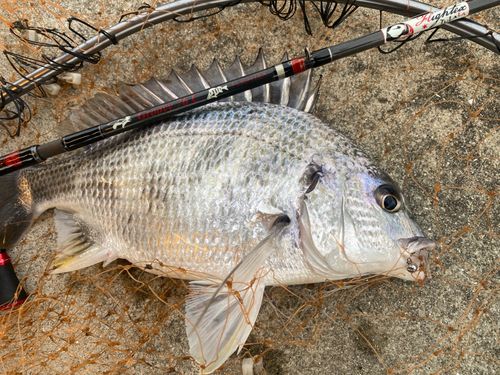 キビレの釣果