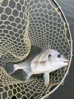キビレの釣果