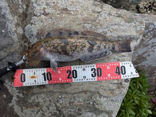 アイナメの釣果