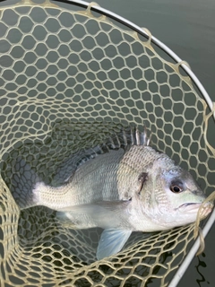 キビレの釣果