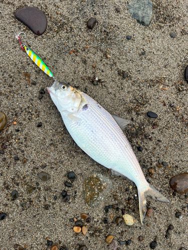 コノシロの釣果