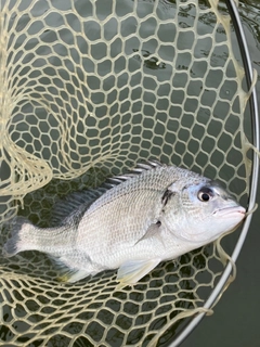 キビレの釣果