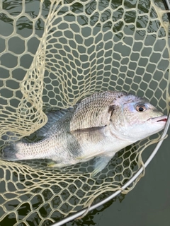 キビレの釣果