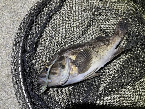 クロソイの釣果
