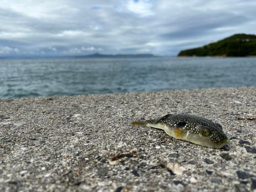 フグの釣果