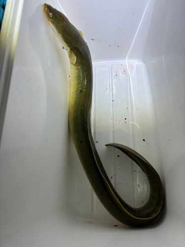 ウナギの釣果