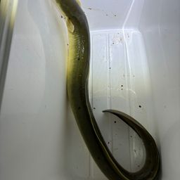 ウナギ