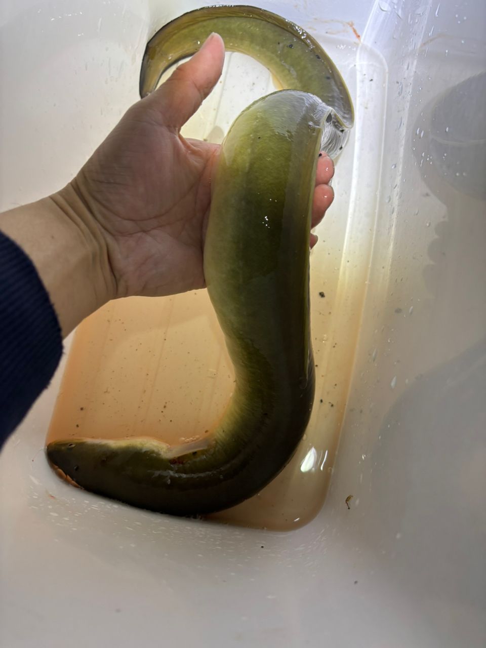 ウナギ