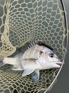 キビレの釣果