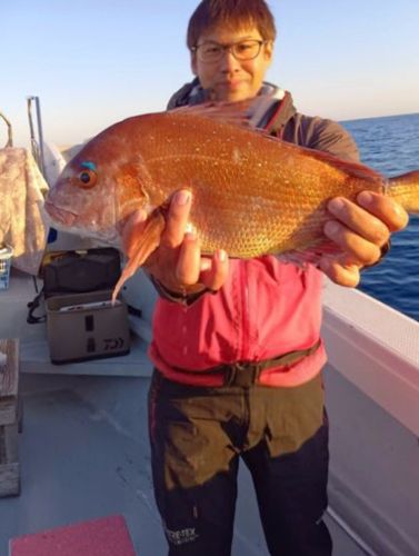 マダイの釣果