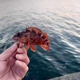 カサゴ