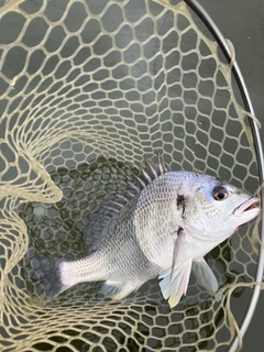 キビレの釣果
