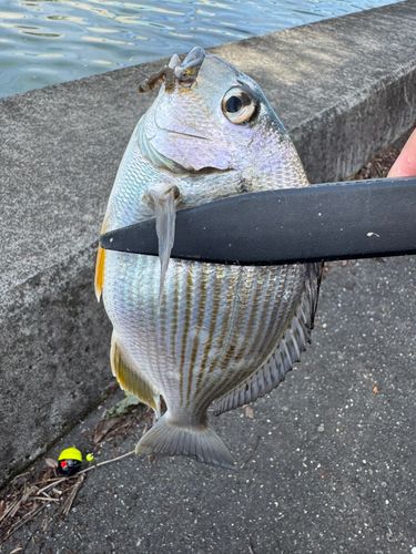 釣果
