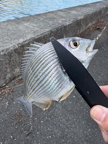 釣果